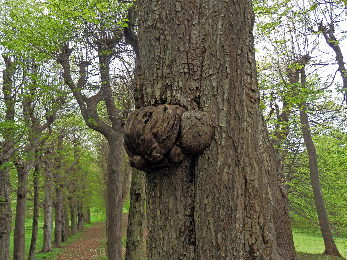 Javor mléč (Acer platanoides L.) s nádory na kmeni (57)