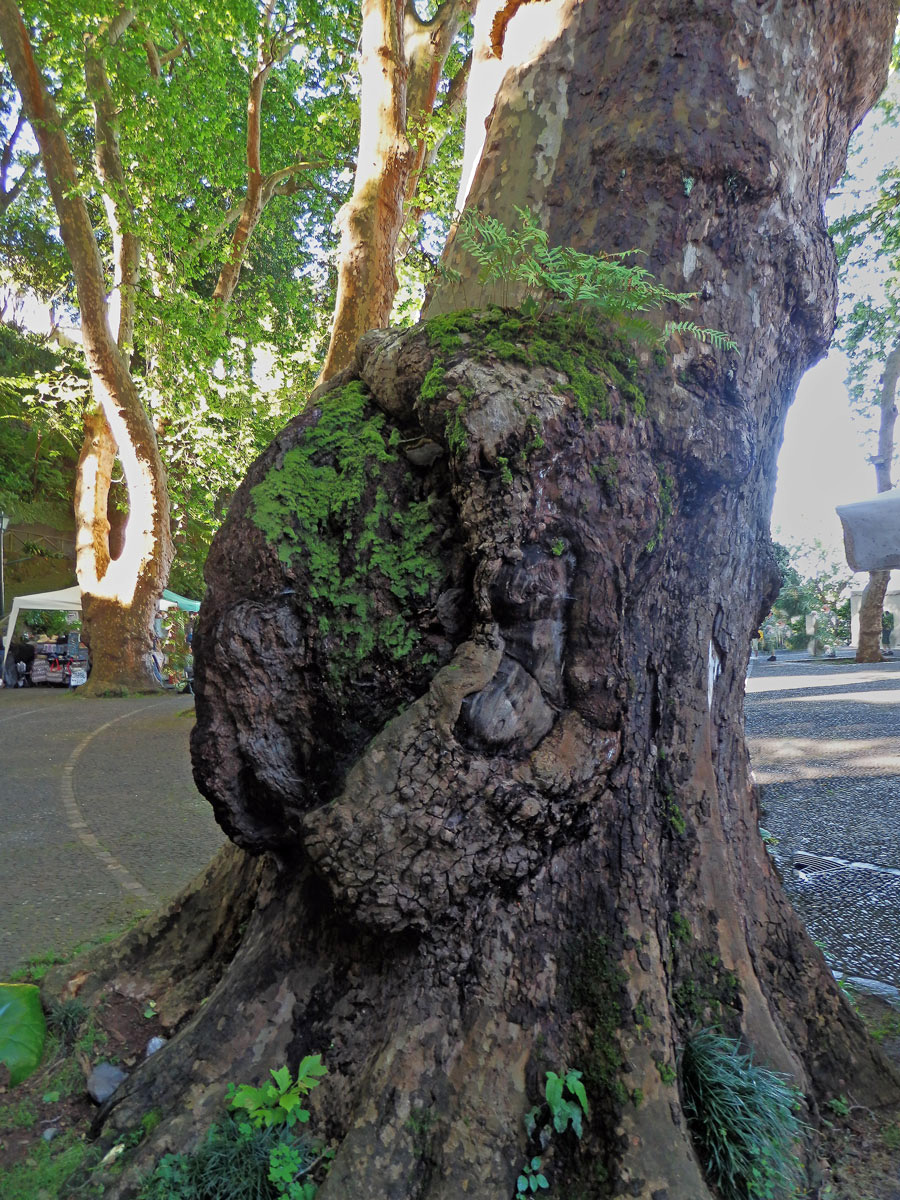 Platan javorolistý (Platanus x hispanica Mill.), nádor na kmeni (5b)