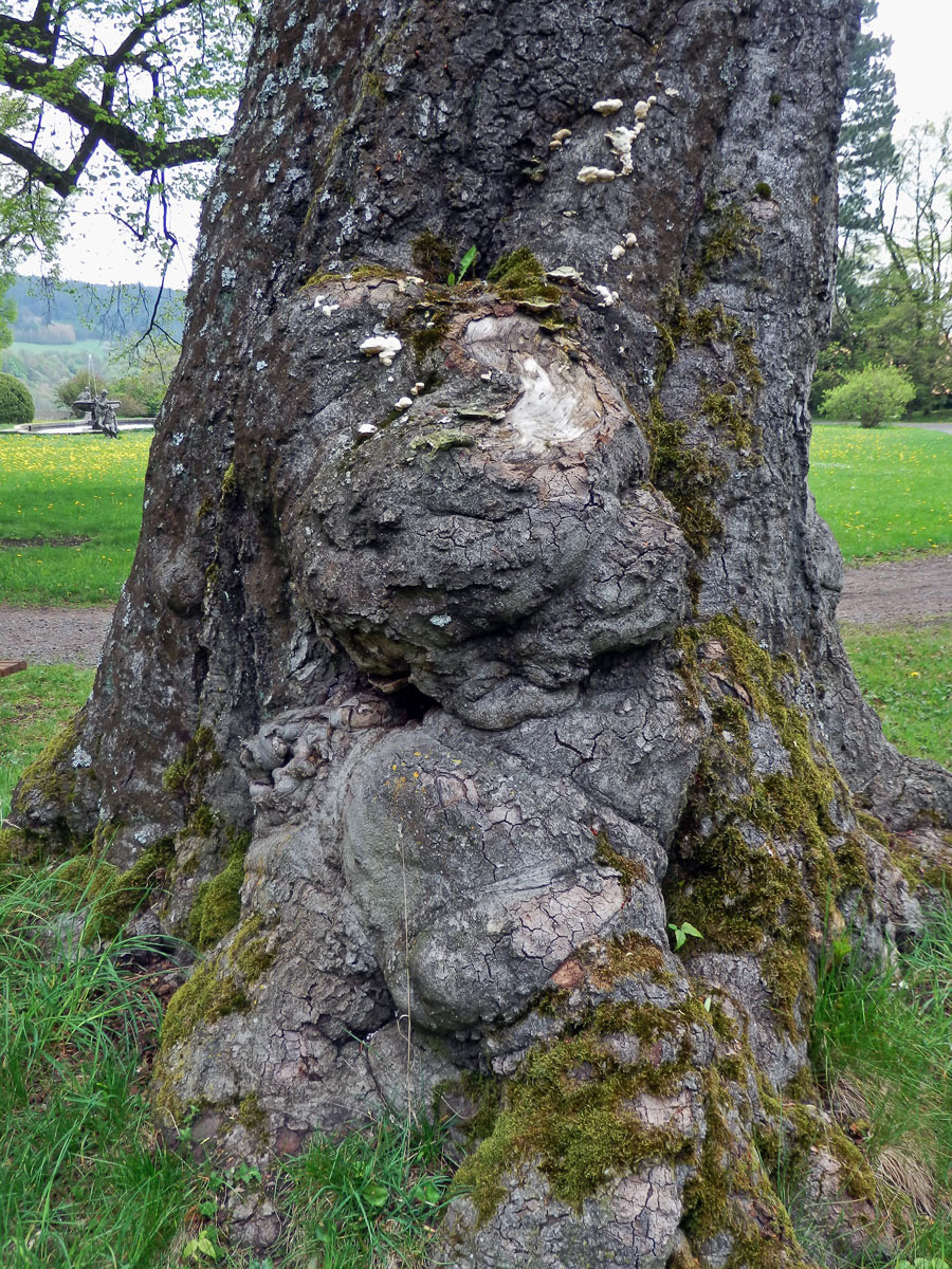 Nádor na buku lesním (Fagus sylvatica L.) (32)