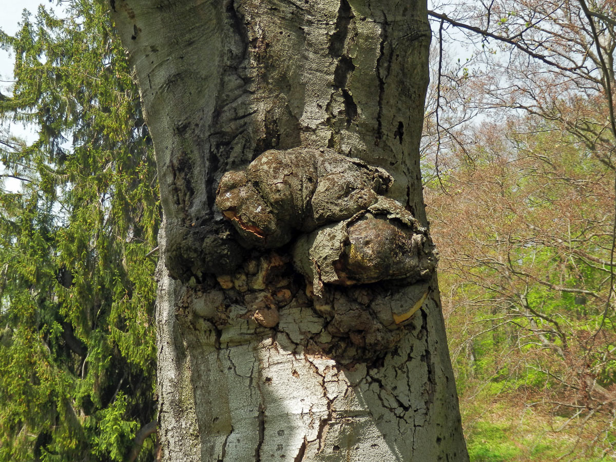 Nádor na buku lesním (Fagus sylvatica L.) (33)