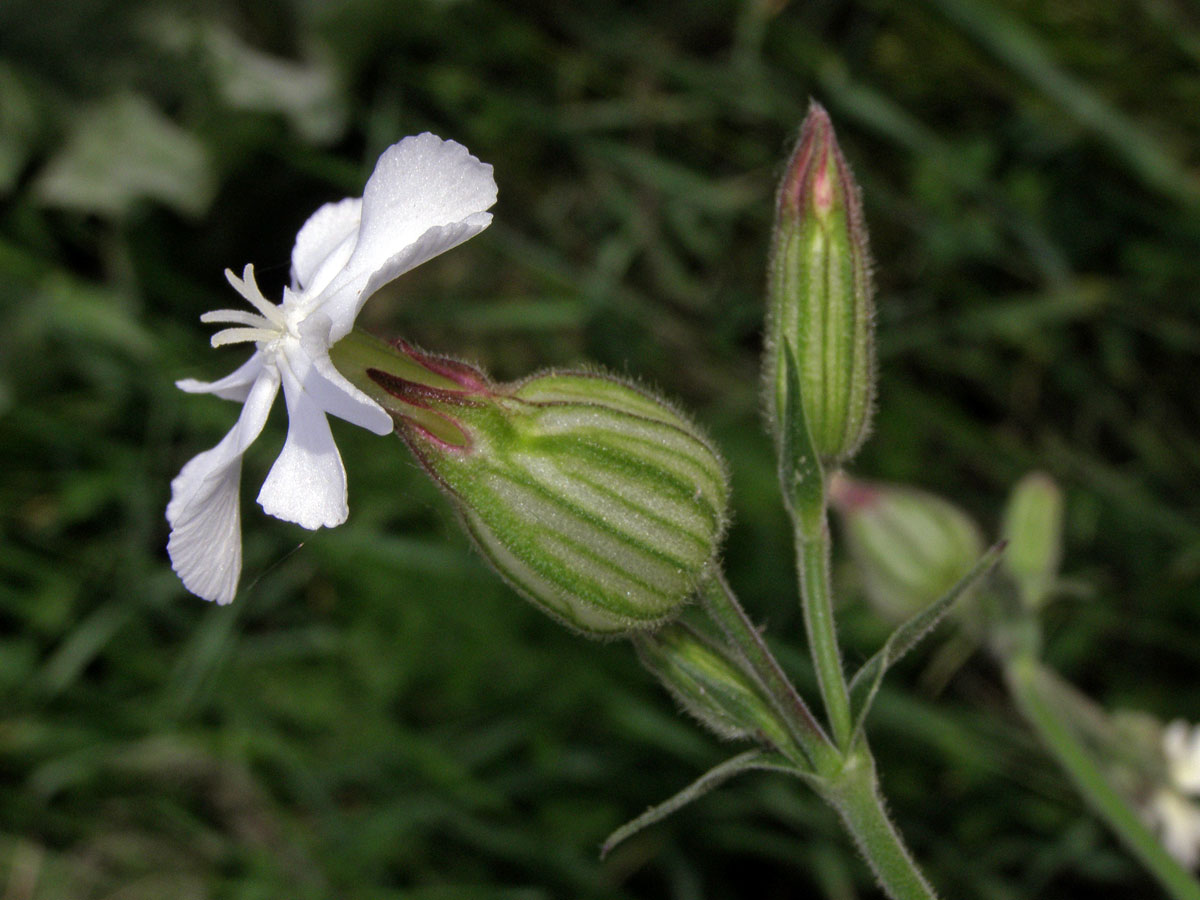 Silenka širolistá bílá = Knotovka bílá (Silene latifolia Poiret, subsp. alba (Mill.) Greuter et Burdet)