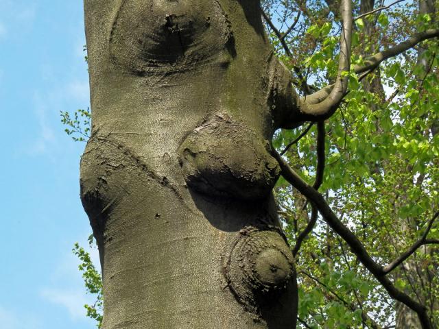 Nádor na buku lesním (Fagus sylvatica L.) (34)