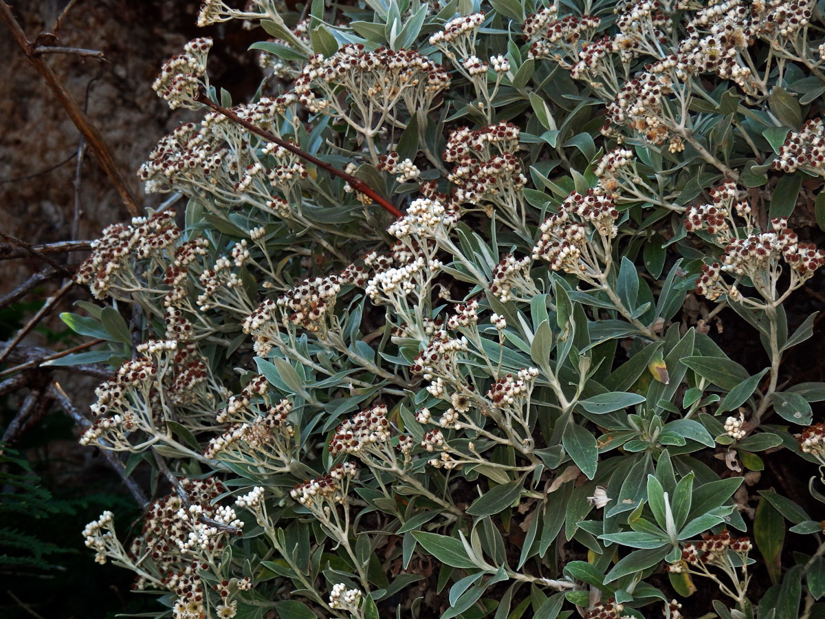 Smil (Helichrysum melaleucum Rchb.)