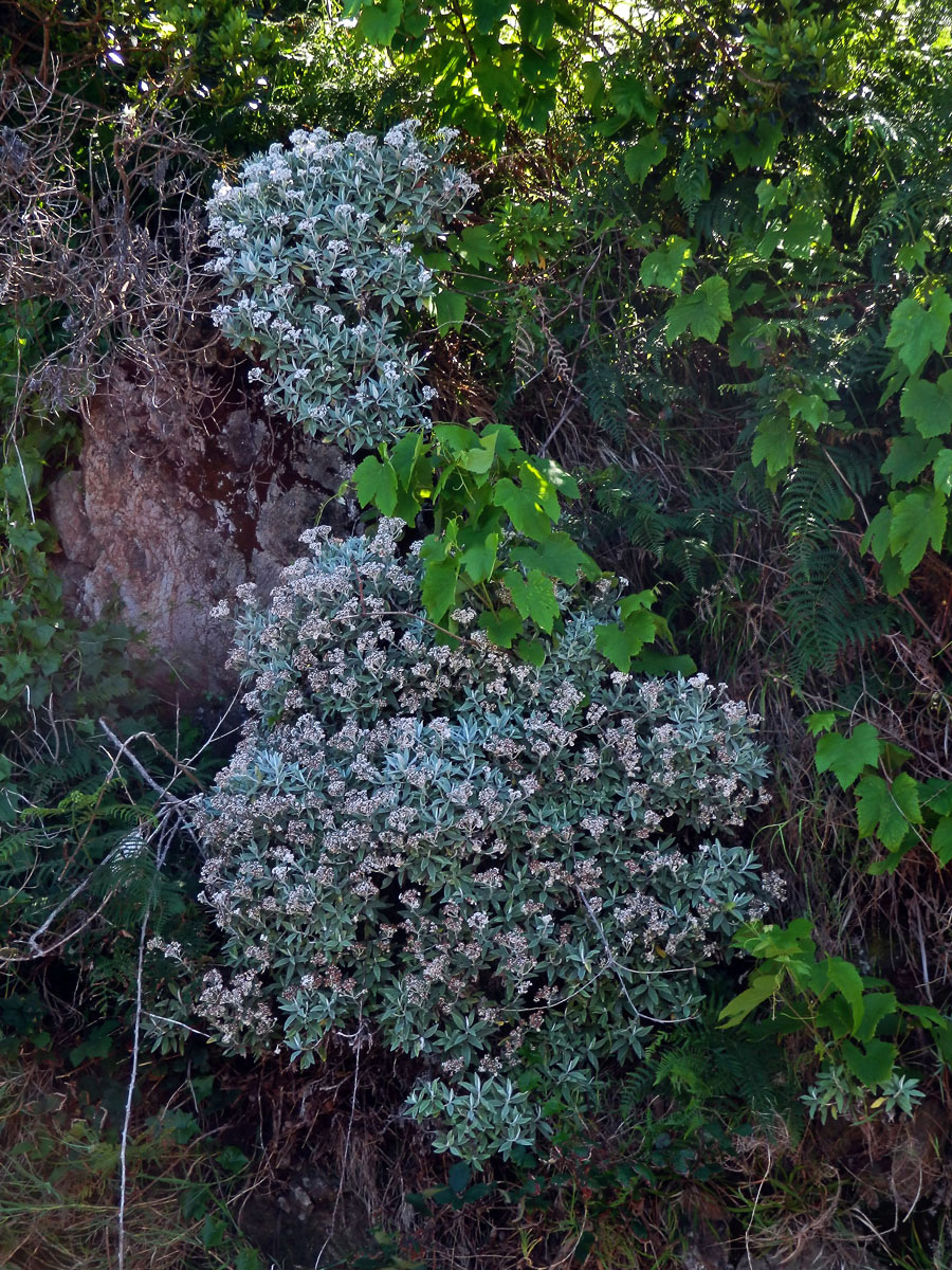 Smil (Helichrysum melaleucum Rchb.)