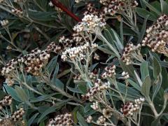 Smil (Helichrysum melaleucum Rchb.)