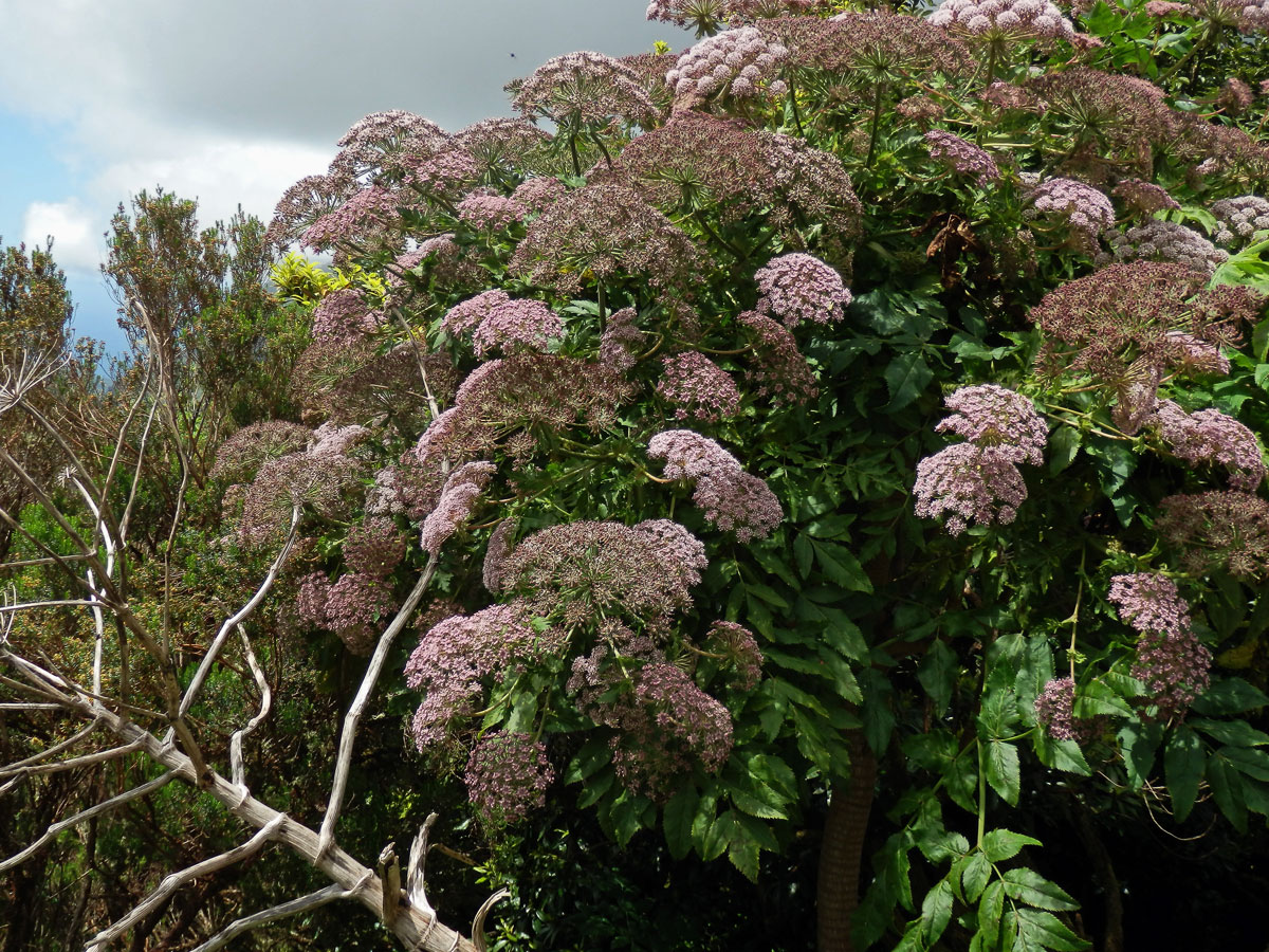 Melanoselinum decipiens (Schrad. & J. C. Wendl.) Hoffm.