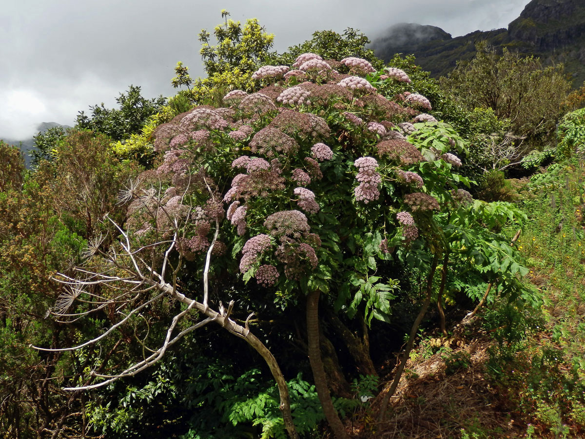 Melanoselinum decipiens (Schrad. & J. C. Wendl.) Hoffm.