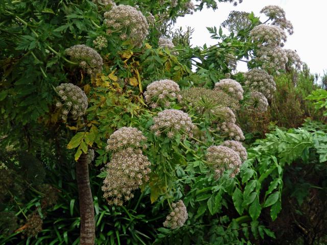 Melanoselinum decipiens (Schrad. & J. C. Wendl.) Hoffm.