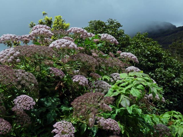 Melanoselinum decipiens (Schrad. & J. C. Wendl.) Hoffm.