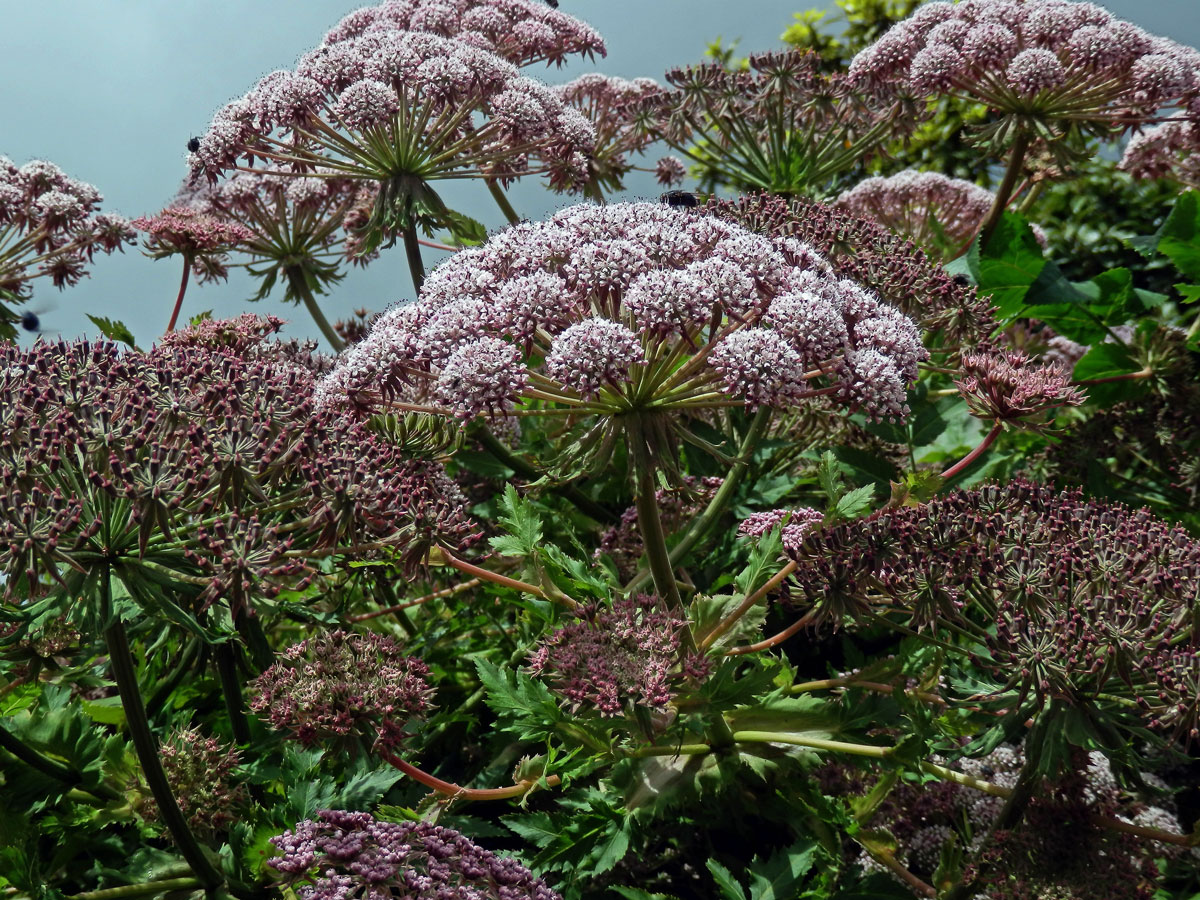 Melanoselinum decipiens (Schrad. & J. C. Wendl.) Hoffm.