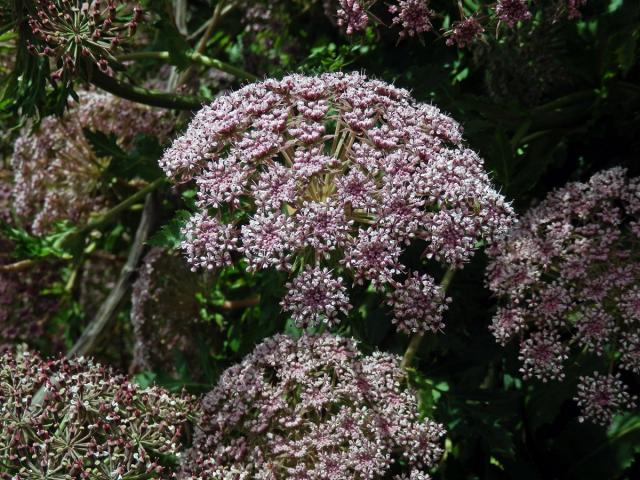 Melanoselinum decipiens (Schrad. & J. C. Wendl.) Hoffm.