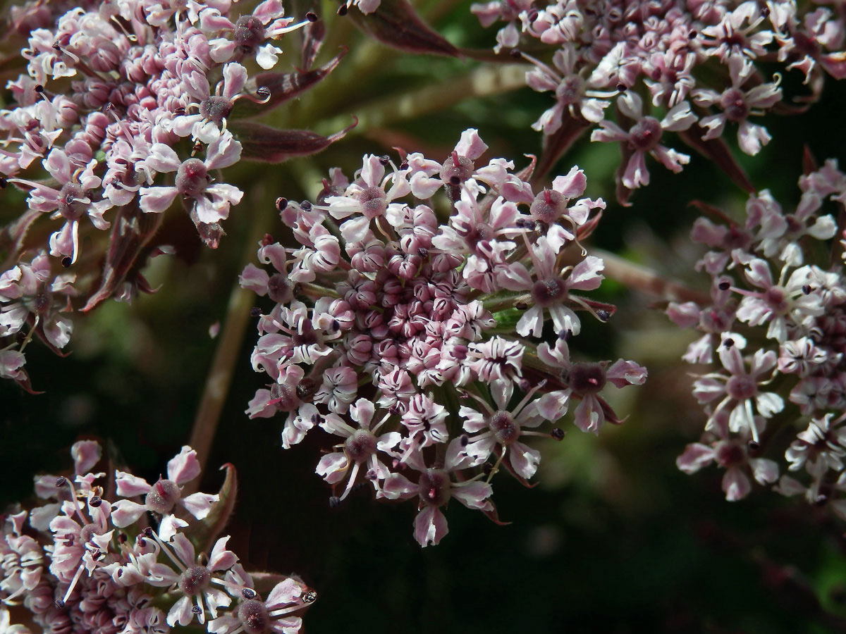 Melanoselinum decipiens (Schrad. & J. C. Wendl.) Hoffm.