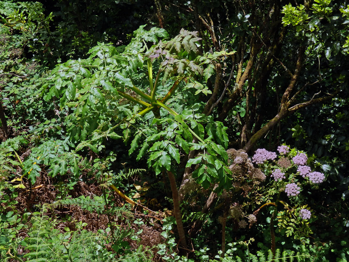 Melanoselinum decipiens (Schrad. & J. C. Wendl.) Hoffm.