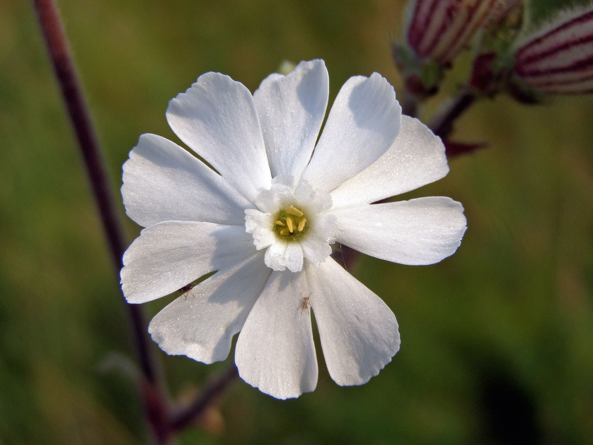 Silenka širolistá bílá = Knotovka bílá (Silene latifolia Poiret, subsp. alba (Mill.) Greuter et Burdet)