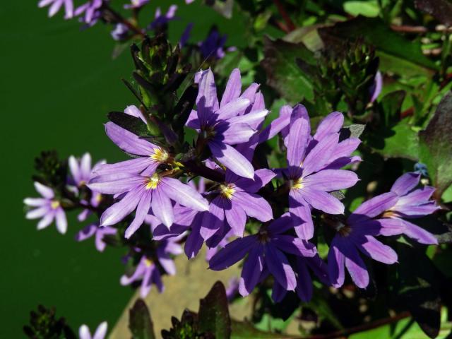 Vějířovka (Scaevola aemula R. Br.)