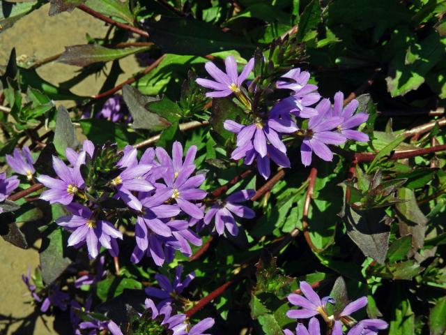 Vějířovka (Scaevola aemula R. Br.)