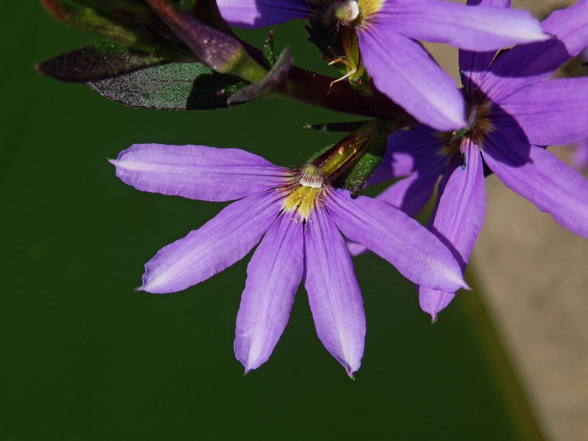 Vějířovka (Scaevola aemula R. Br.)