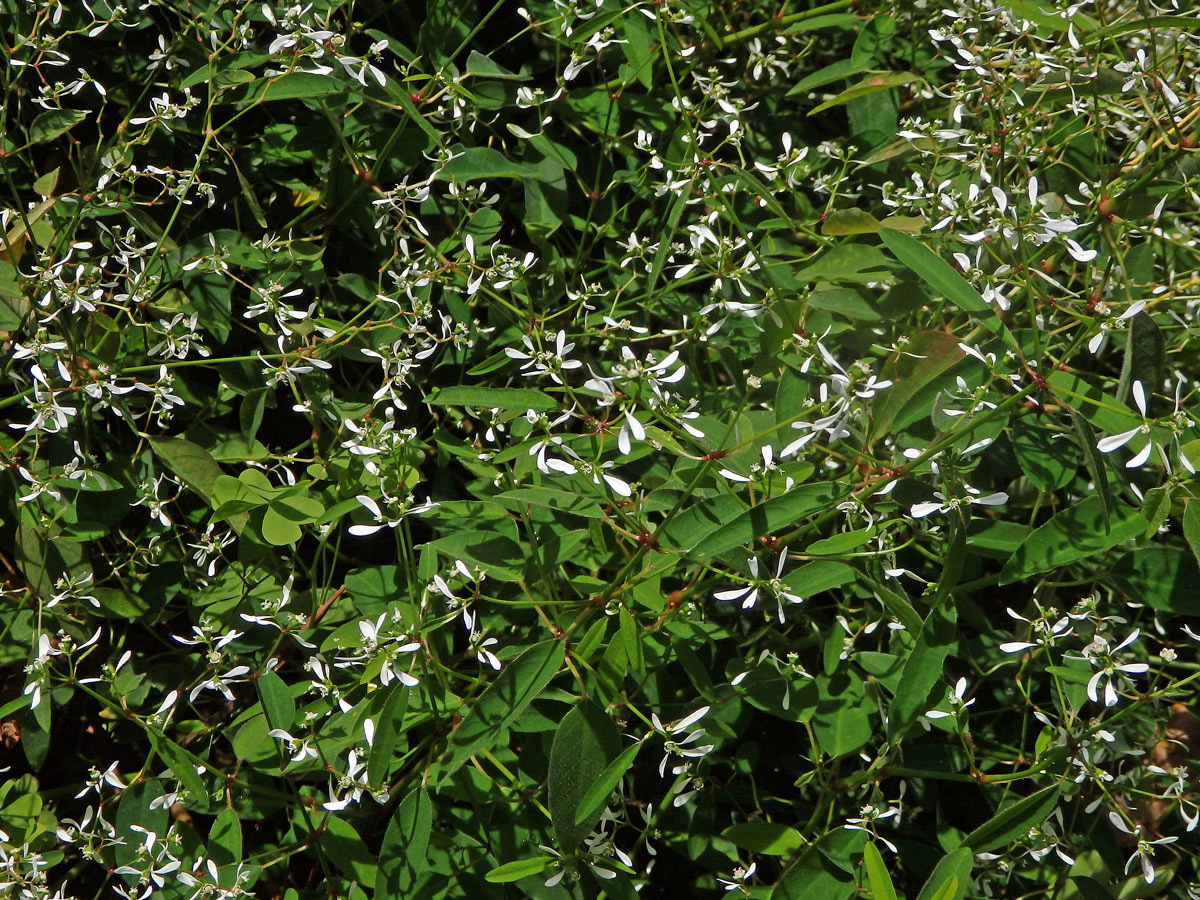 Pryšec (Euphorbia leukocephala Lotsy)