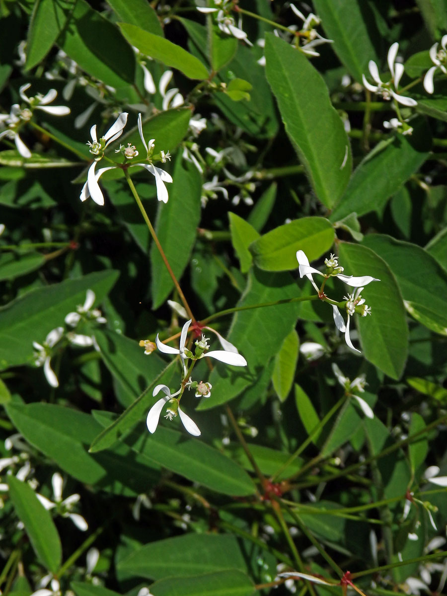 Pryšec (Euphorbia leukocephala Lotsy)