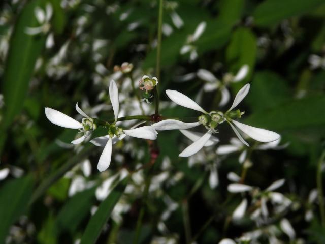 Pryšec (Euphorbia leukocephala Lotsy)