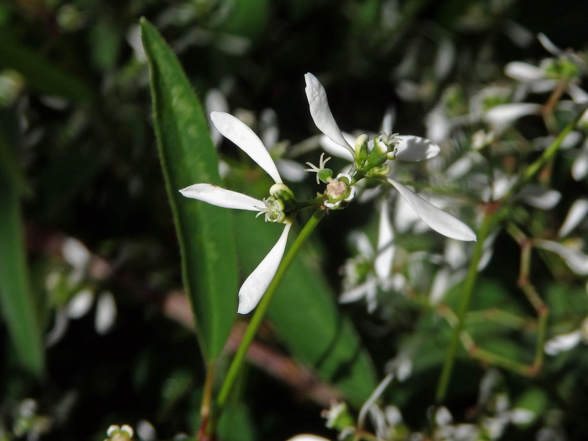 Pryšec (Euphorbia leukocephala Lotsy)