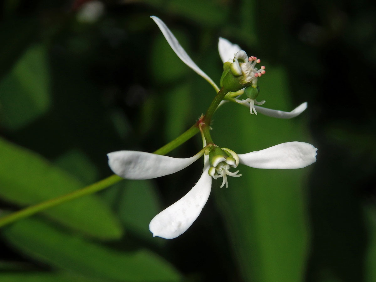 Pryšec (Euphorbia leukocephala Lotsy)