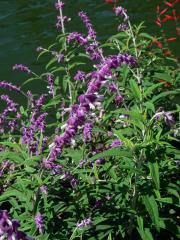 Šalvěj (Salvia leucantha Cav.)