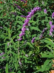 Šalvěj (Salvia leucantha Cav.)