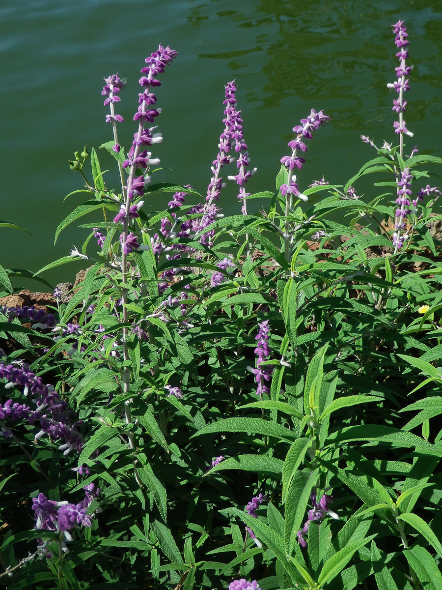 Šalvěj (Salvia leucantha Cav.)