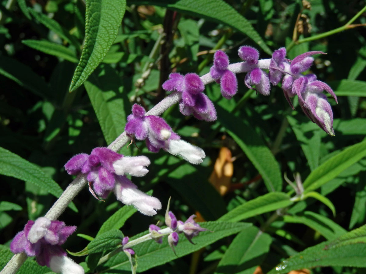 Šalvěj (Salvia leucantha Cav.)