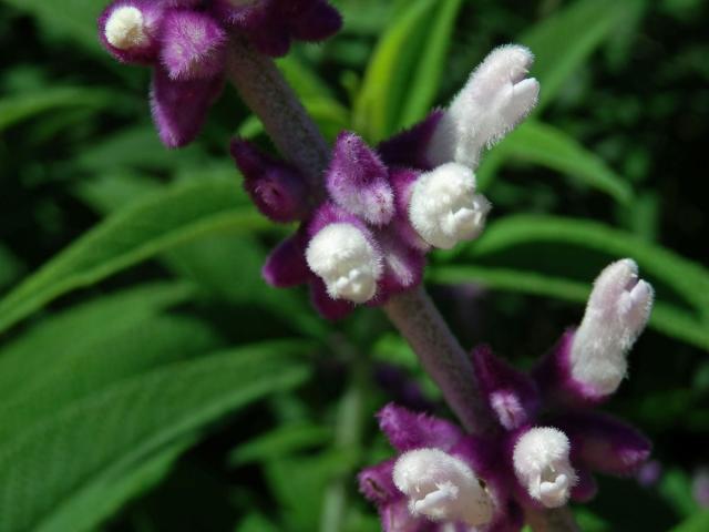 Šalvěj (Salvia leucantha Cav.)