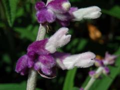 Šalvěj (Salvia leucantha Cav.)