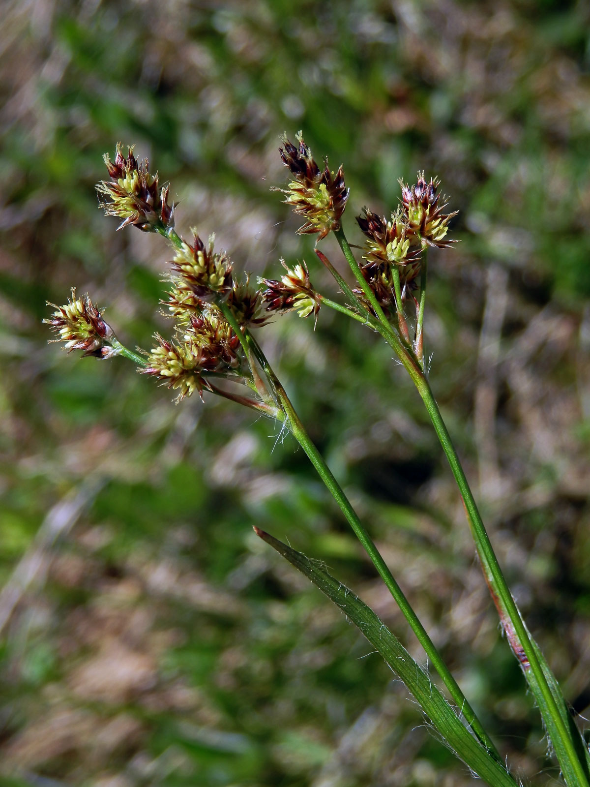 Bika obecná (Luzula divulgata Kirschner)