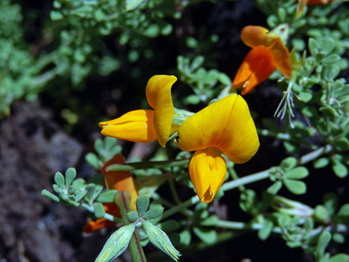 Štírovník (Lotus glaucus Sol.)