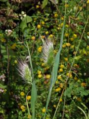 Poháňka ježatá (Cynosurus echinatus)