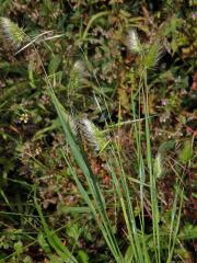 Poháňka ježatá (Cynosurus echinatus)