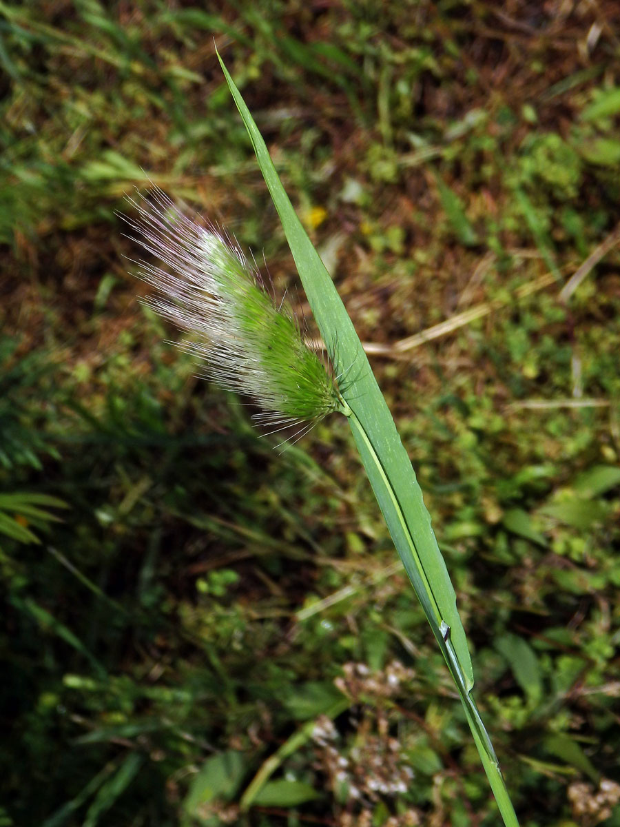 Poháňka ježatá (Cynosurus echinatus)