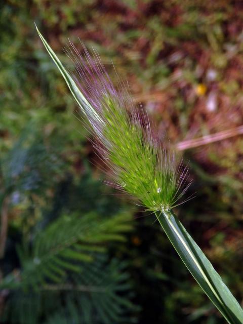 Poháňka ježatá (Cynosurus echinatus)