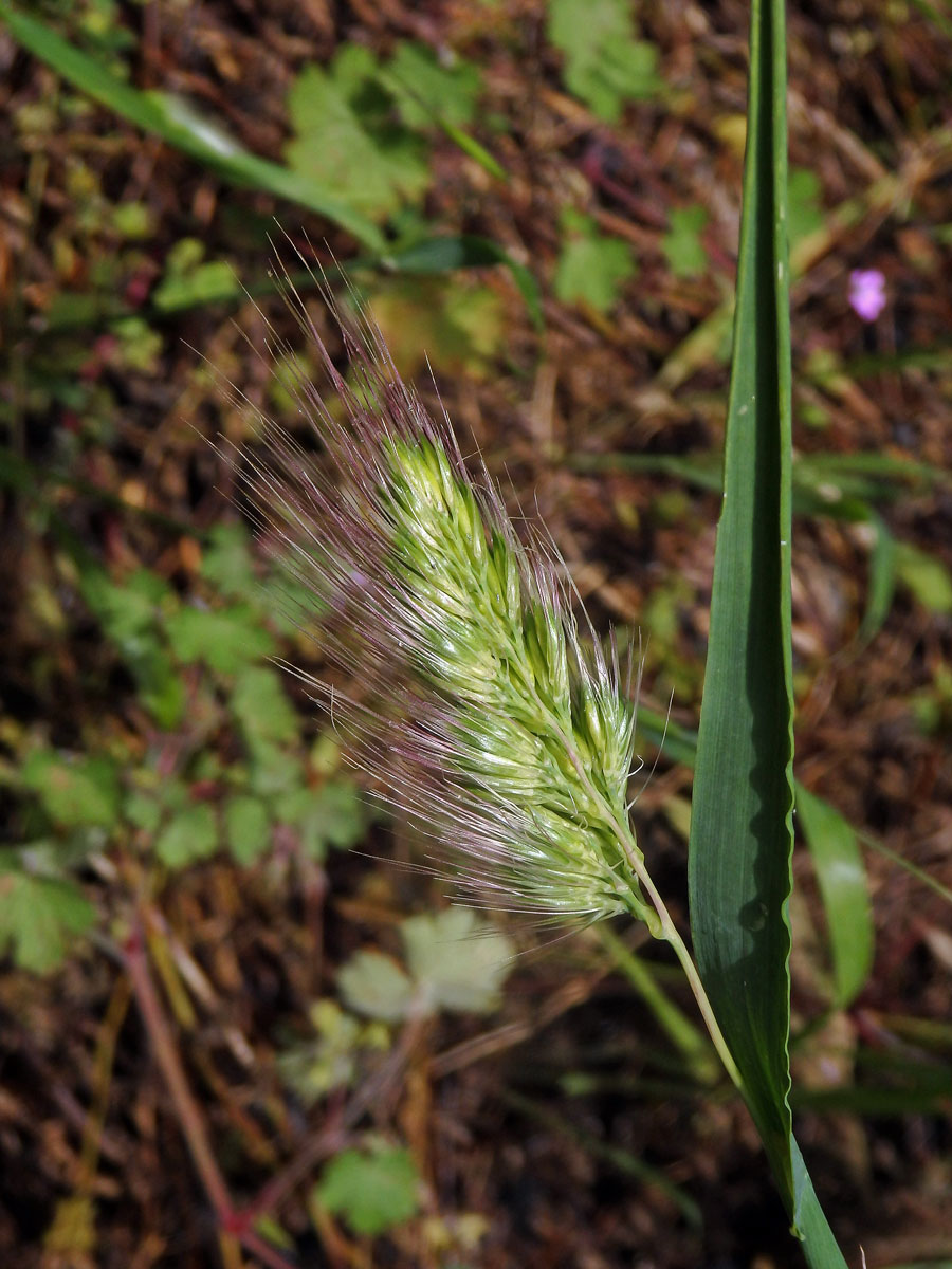 Poháňka ježatá (Cynosurus echinatus)