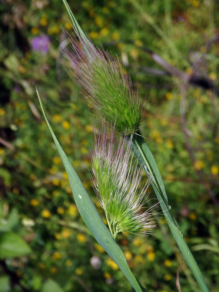 Poháňka ježatá (Cynosurus echinatus)