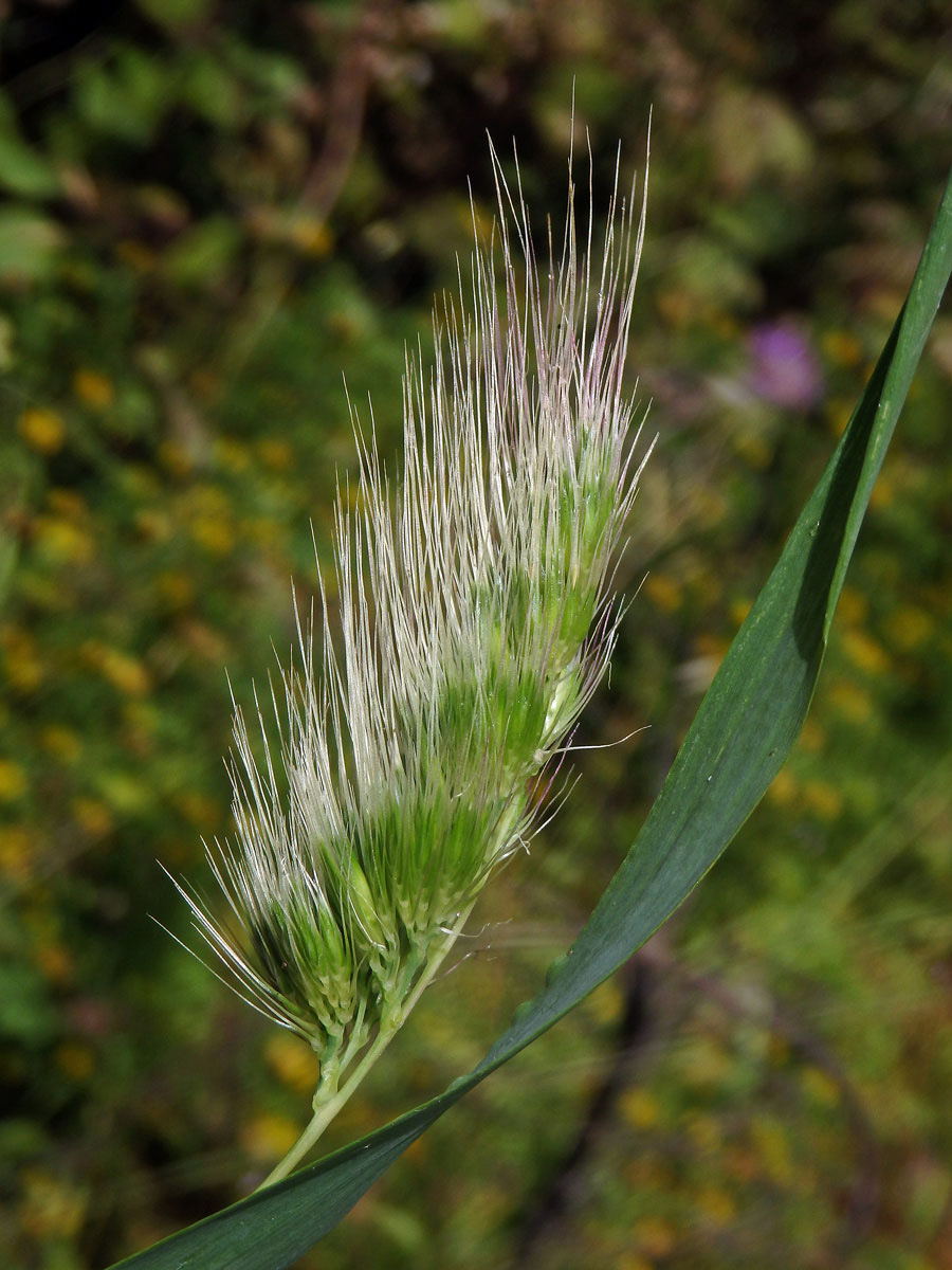 Poháňka ježatá (Cynosurus echinatus)