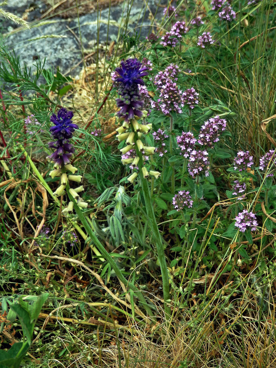 Modřenec tenkokvětý (Muscari tenuiflorum Tausch)