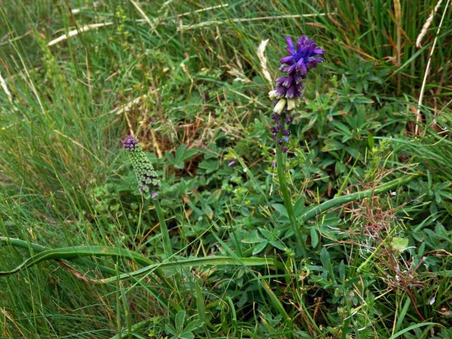 Modřenec tenkokvětý (Muscari tenuiflorum Tausch)