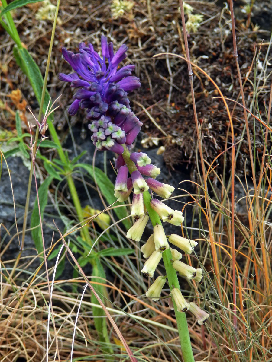 Modřenec tenkokvětý (Muscari tenuiflorum Tausch)