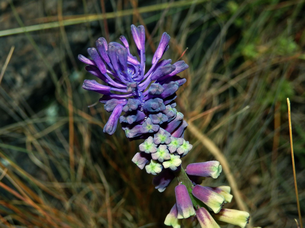 Modřenec tenkokvětý (Muscari tenuiflorum Tausch)