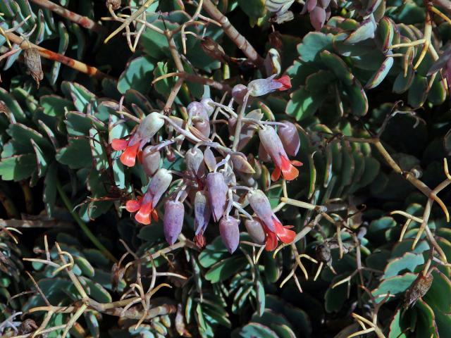 Kolopejka (Kalanchoe fedtschenkoi Hamet & Perrier)