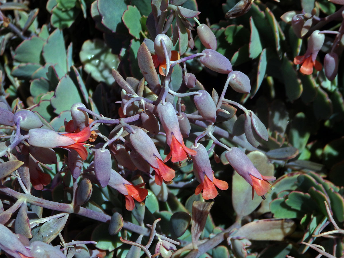 Kolopejka (Kalanchoe fedtschenkoi Hamet & Perrier)