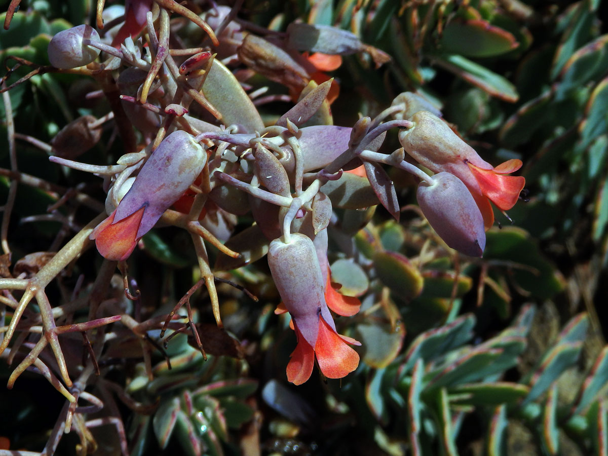 Kolopejka (Kalanchoe fedtschenkoi Hamet & Perrier)