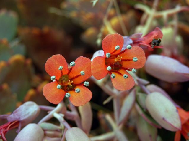 Kolopejka (Kalanchoe fedtschenkoi Hamet & Perrier)