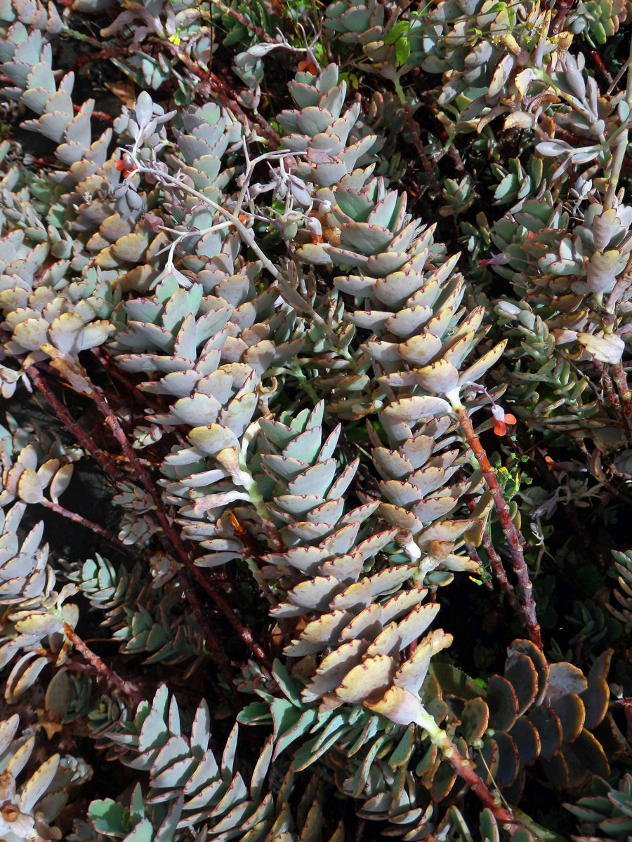 Kolopejka (Kalanchoe fedtschenkoi Hamet & Perrier)